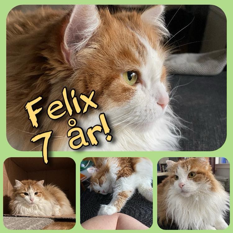 Sibirisk katt Pollux