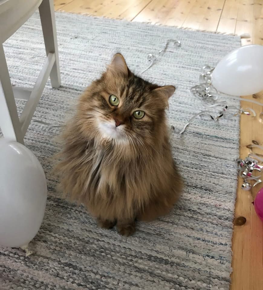 Sibirisk katt Epsilon