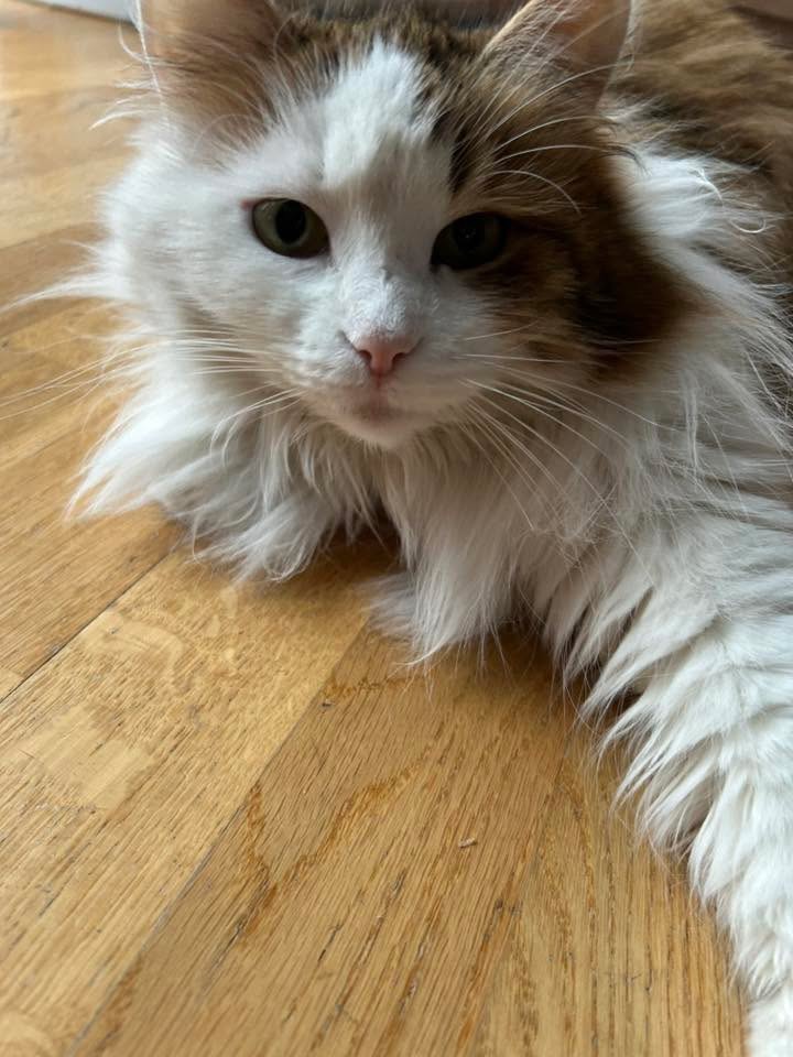 Sibirisk katt Puck