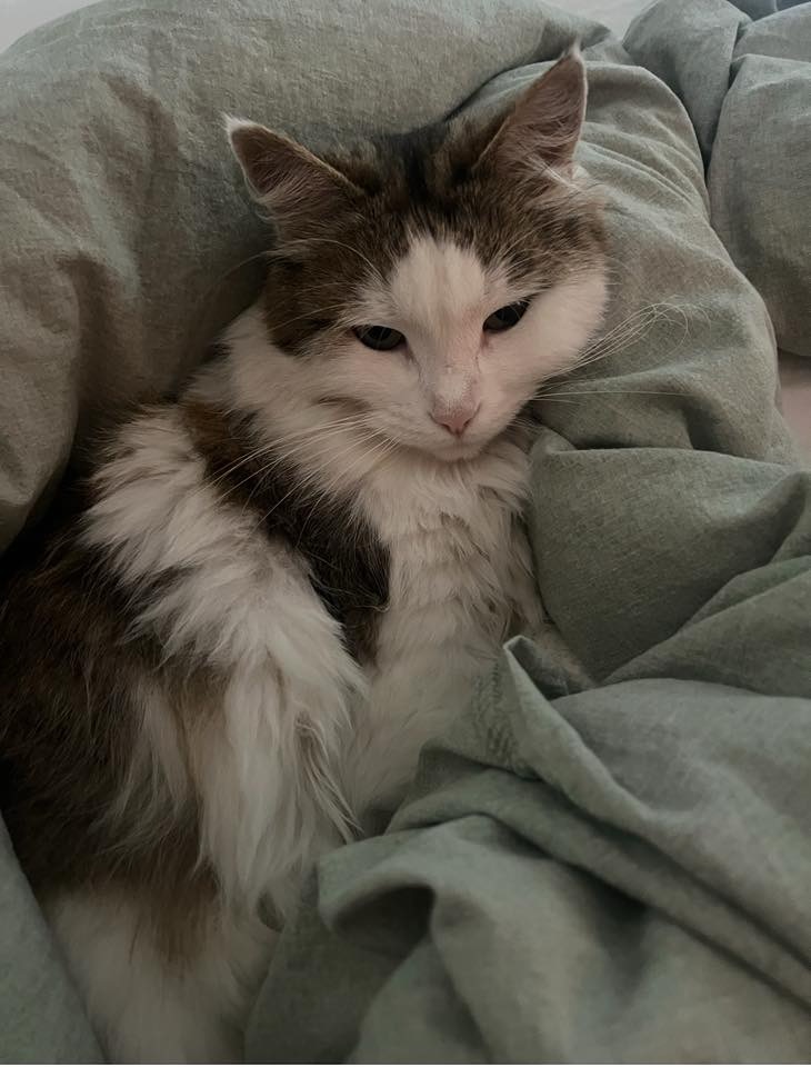 Sibirisk katt Polaris