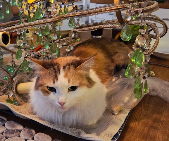Sibirisk katt NYmphe