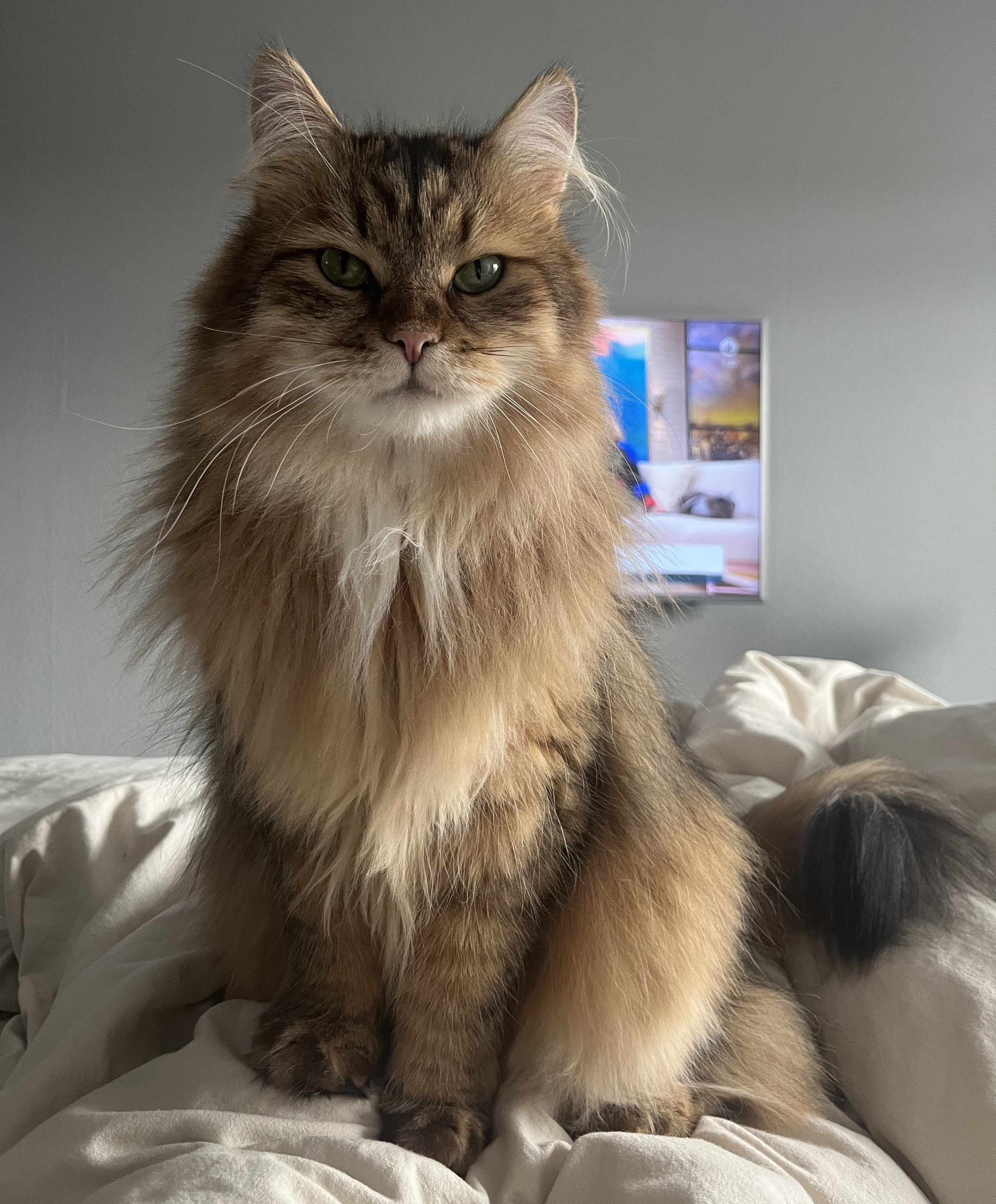 Sibirisk katt Mimas