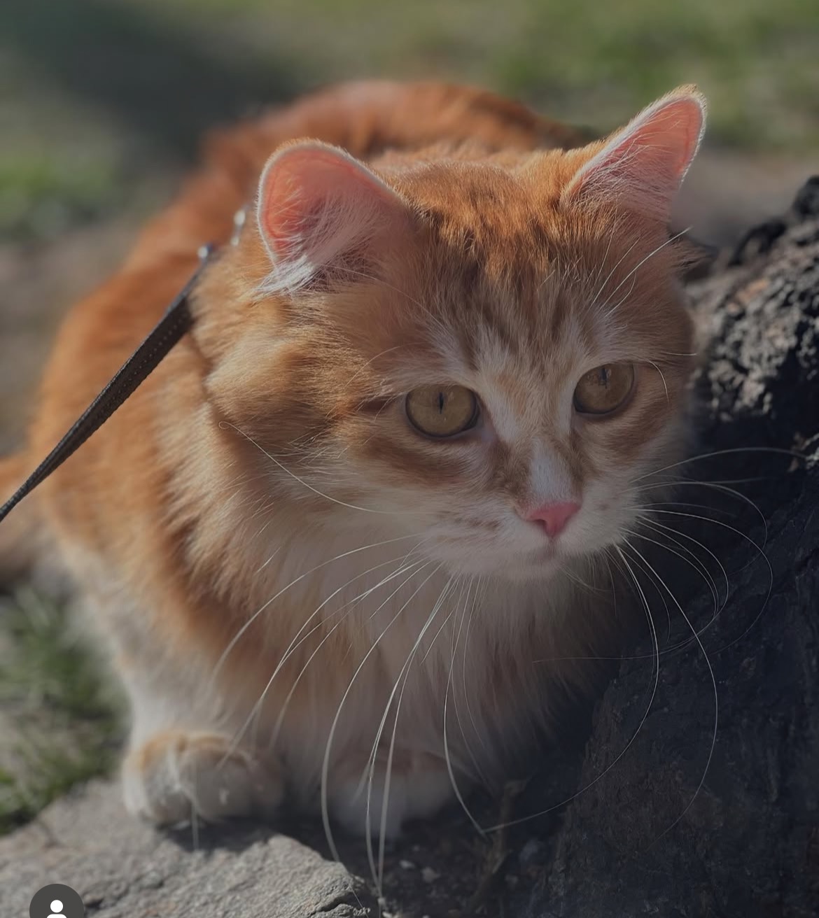 Sibirisk katt Metis tvaar