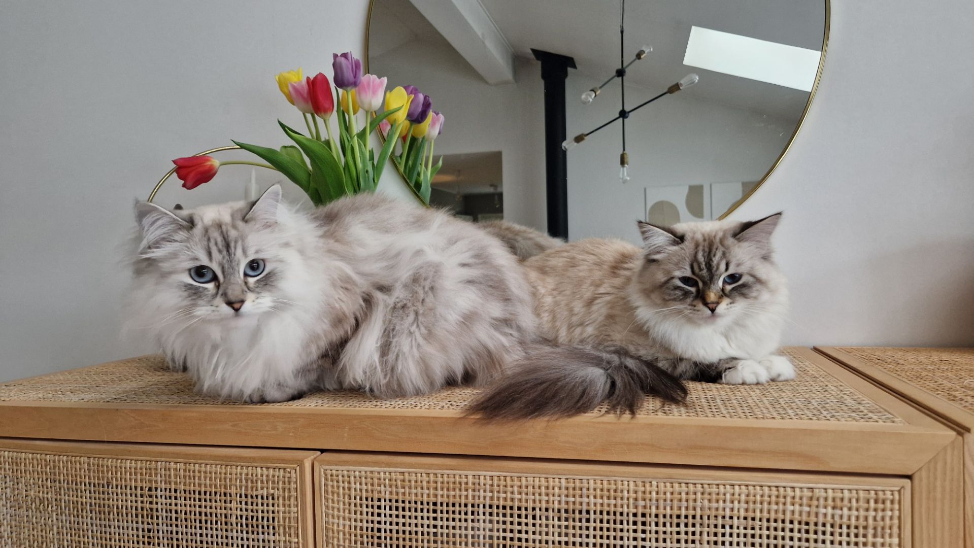 Neva Masquerade Hilkka och Octavia