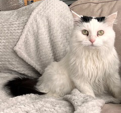 Sibirisk katt Quadea