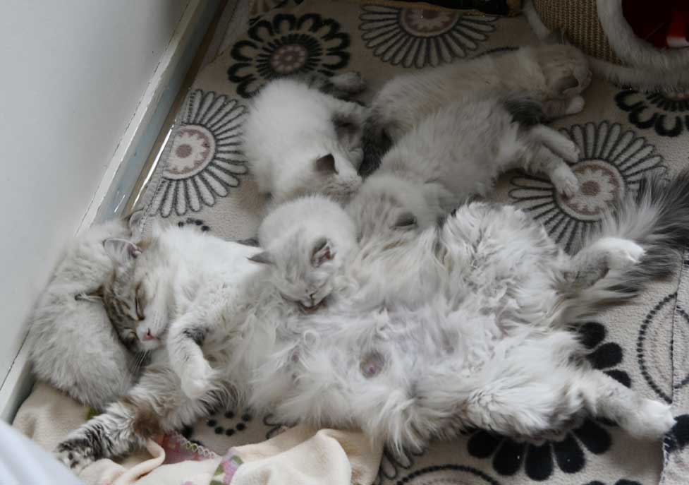 Neva Masquerade kattungar R3-kullen