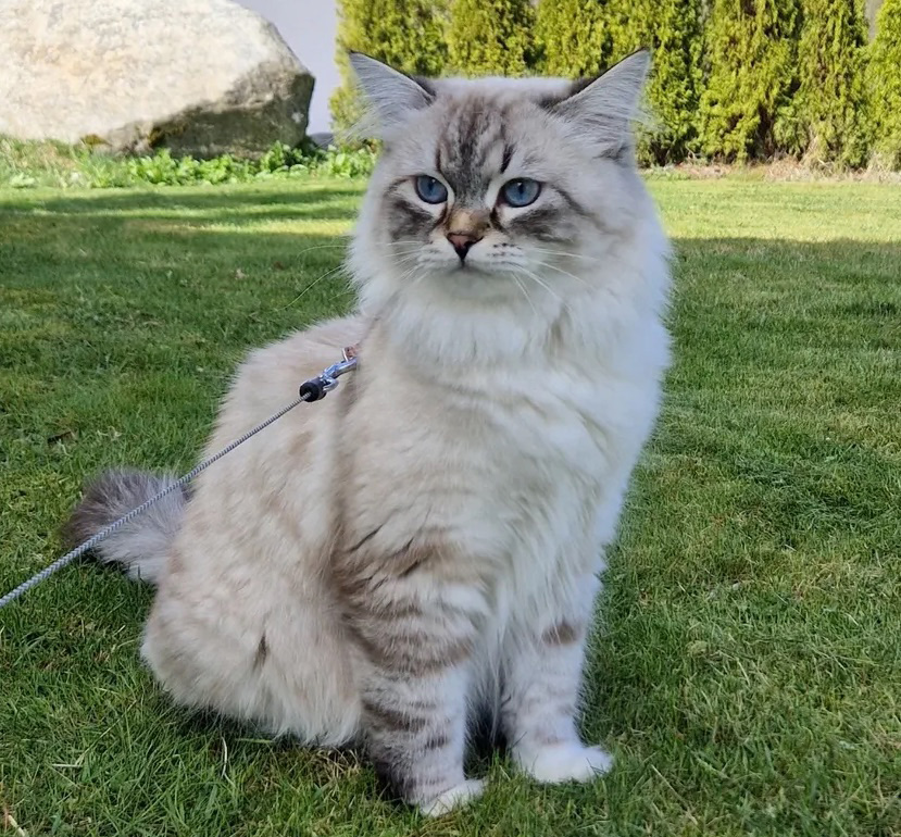 Neva Masquerade Hilkka