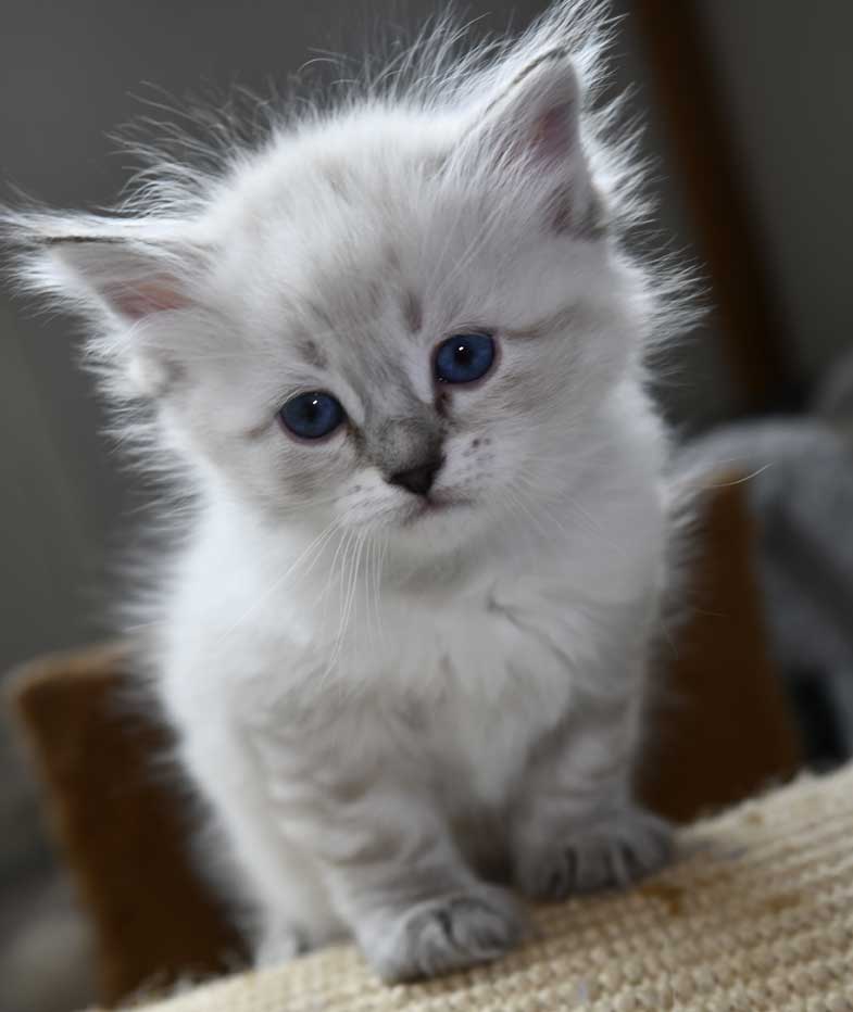 Neva Masquerade kattunge Reiko