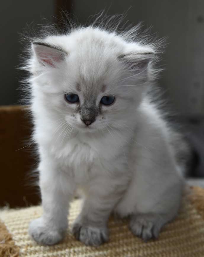 Neva Masquerade kattunge Ricci