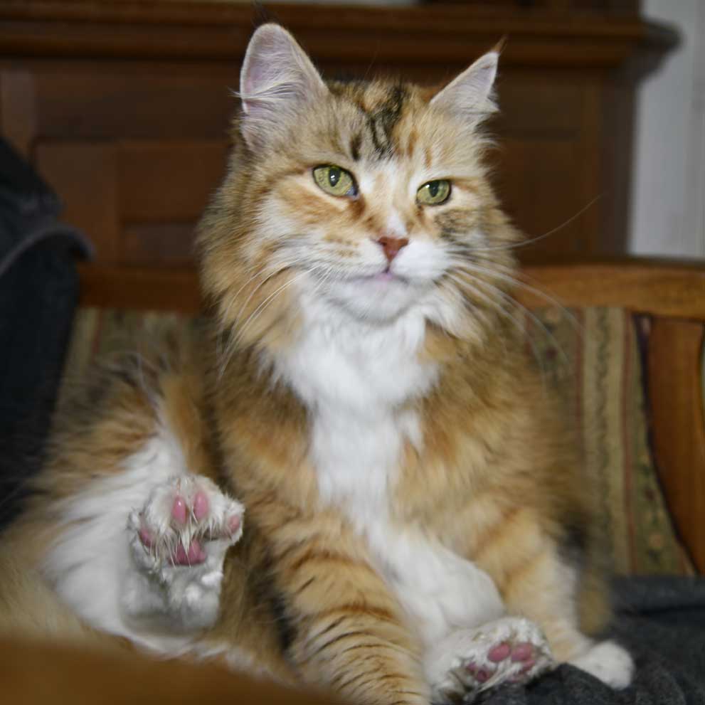 Sibirisk katt Dani