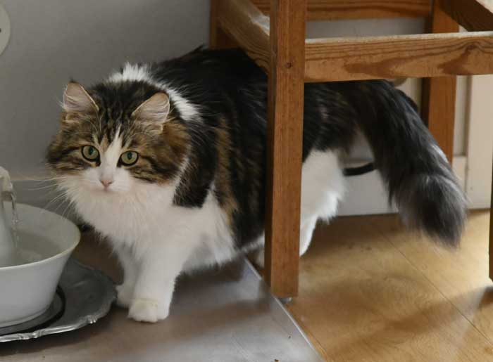 Sibirisk katt Vickie