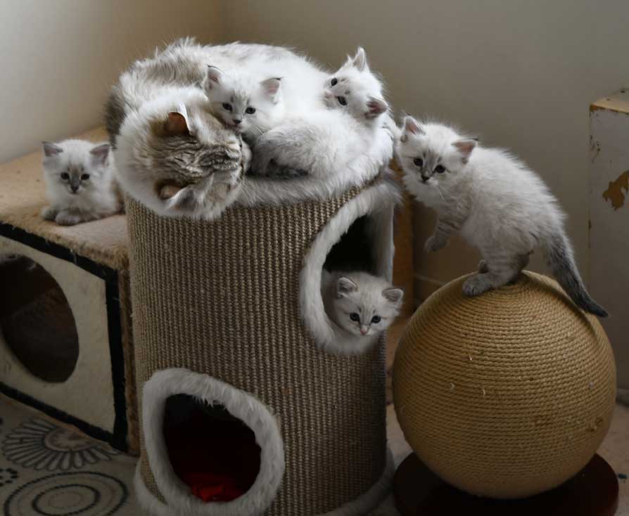 Neva Masquerade kattungar R3-kull