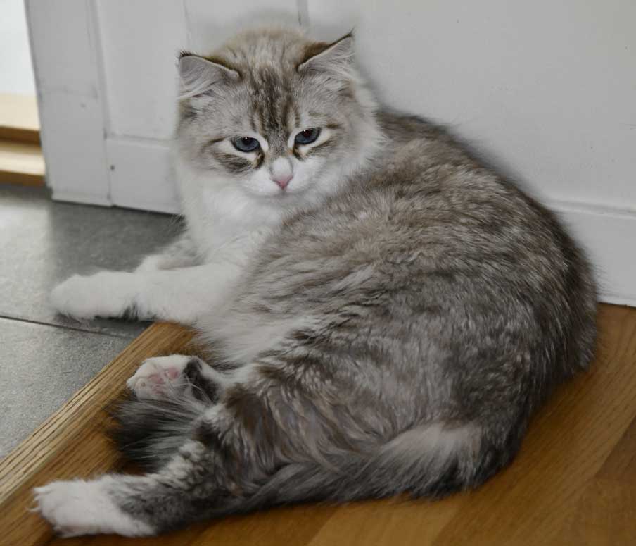 Neva Masquerade Katt Whiffi