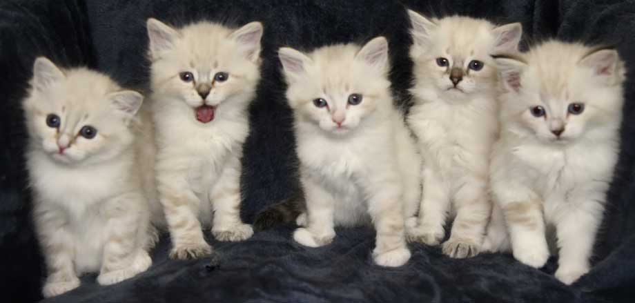 Neva Masquerade kattungar R3-kull