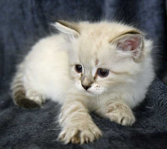 Sibirisk kattunge Reiko