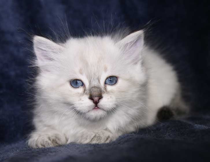 Neva Masquerade kattunge Ricci