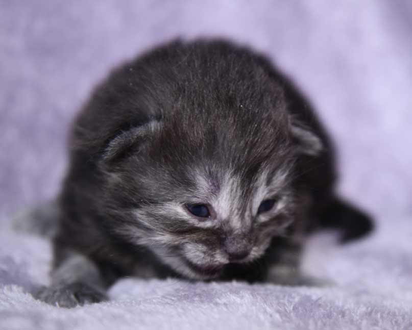 Sibirisk kattunge Skip