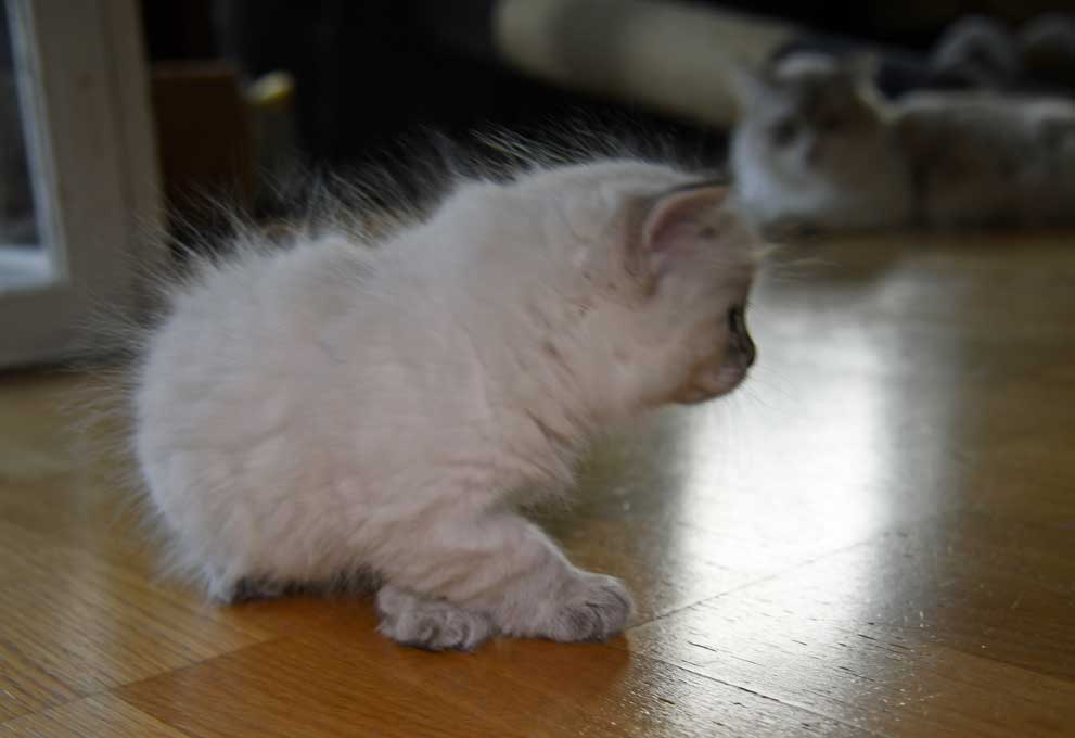 Neva Masquerade kattunge Ricci