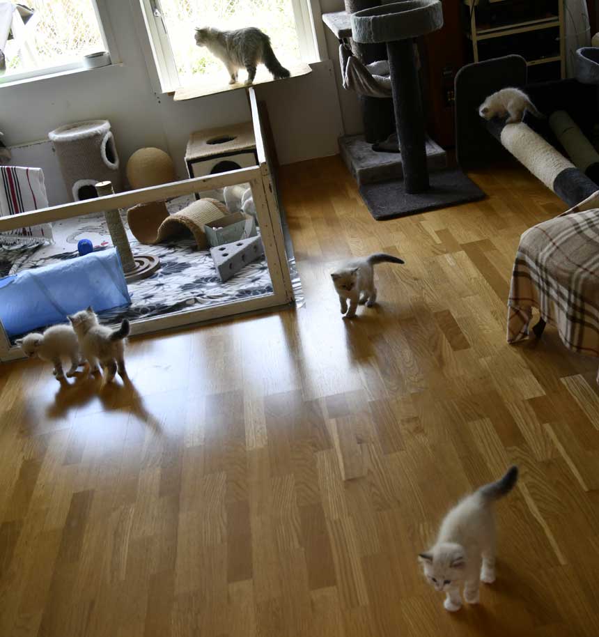 Neva Masquerade kattungar R3-kullen