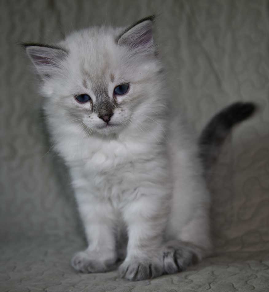 Neva Masquerade kattunge Ricci