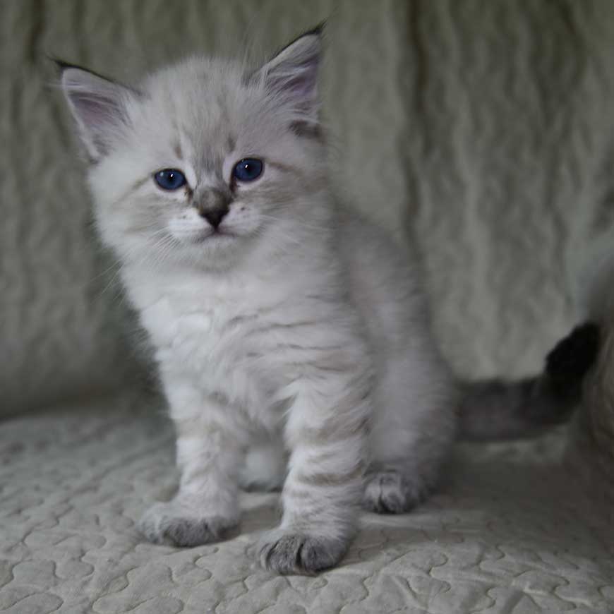 Neva Masquerade kattunge Reiko