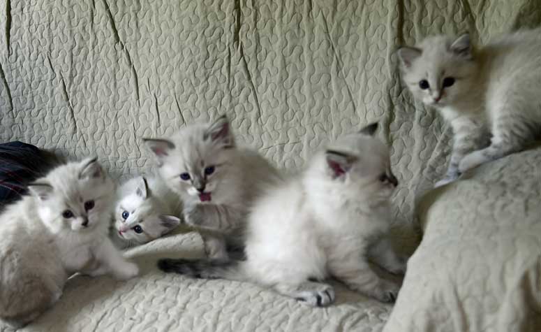 Neva Masquerade kattungar R3-kull