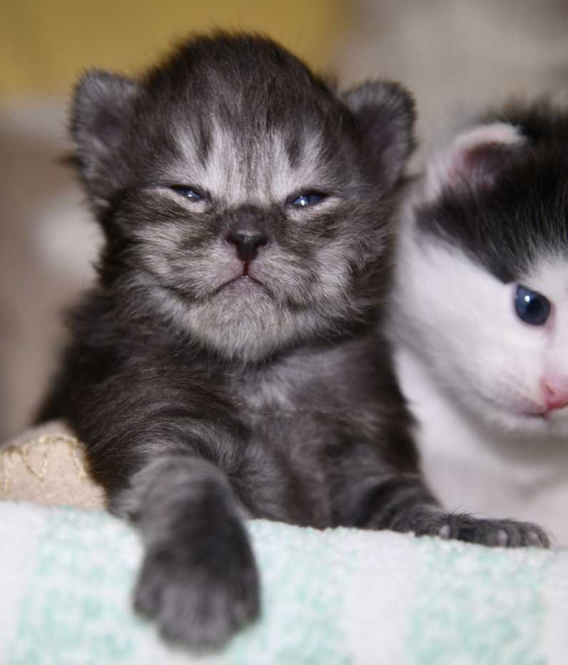 Sibirisk kattunge Skip