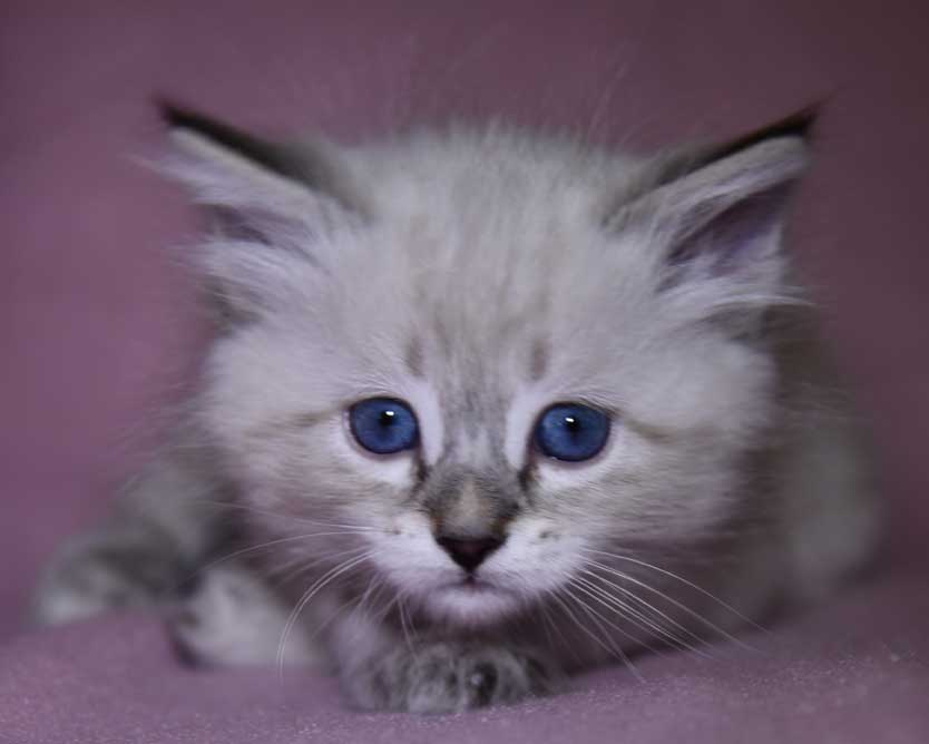 Neva Masquerade kattunge Reiko