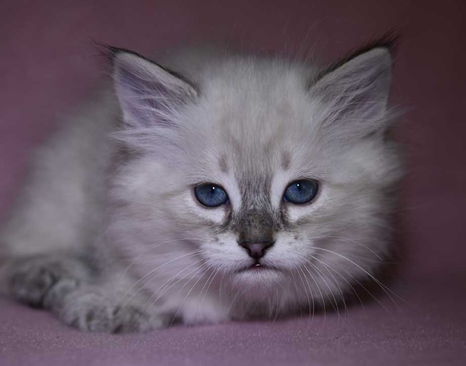 Neva Masquerade kattunge Ricci