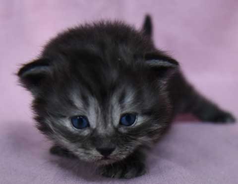 Sibirisk kattunge Skip