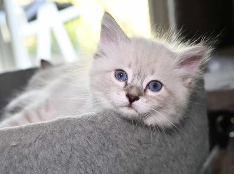 Neva Masquerade kattunge Reiko