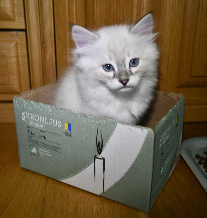 Neva Masquerade kattunge Ricci