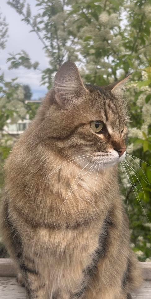 Sibirisk katt Hektor