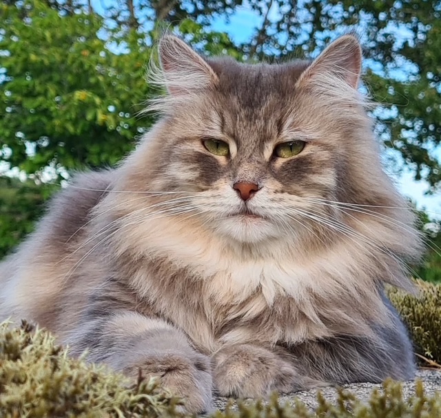 Sibirisk katt Yambika