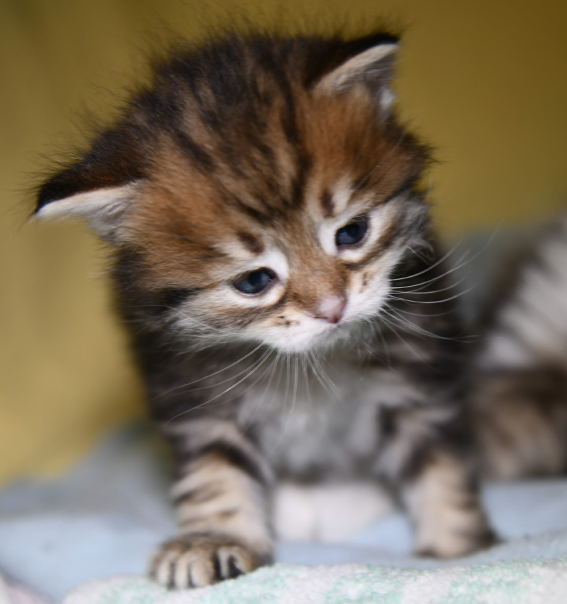 Sibirisk kattunge Semele