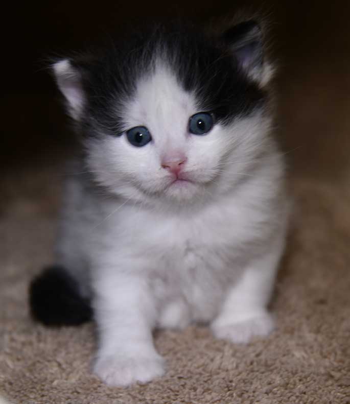 Sibirisk kattunge Saroma