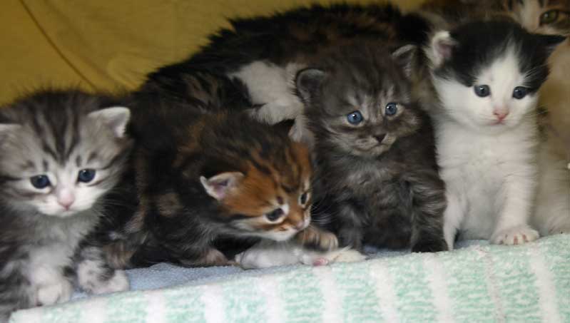 Sibiriska kattungar S3-kull