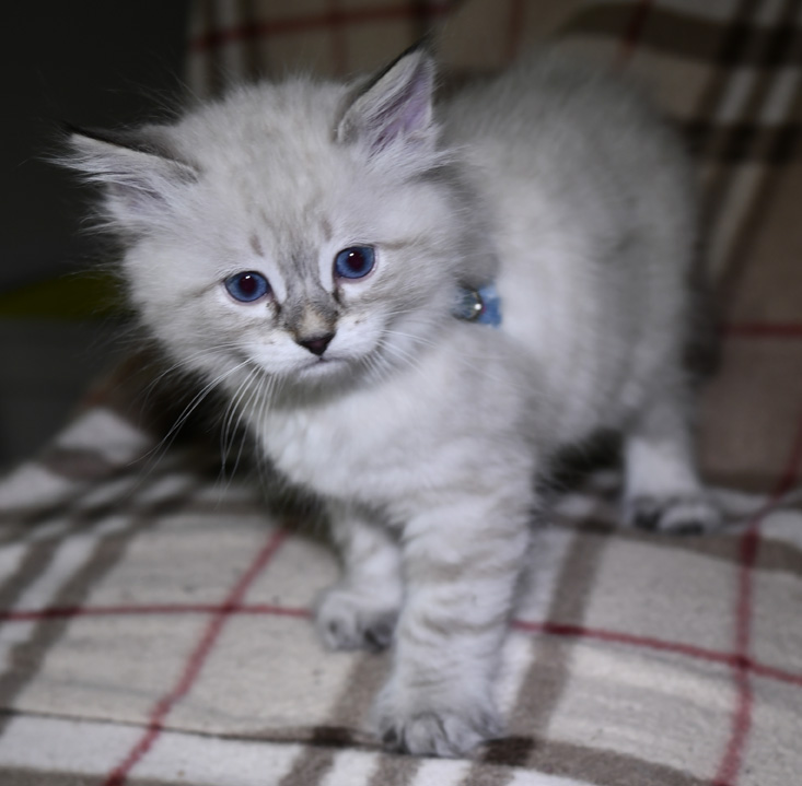 eva Masquerade kattunge Reiko