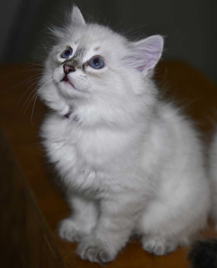 Neva Masquerade Kattunge Ricci