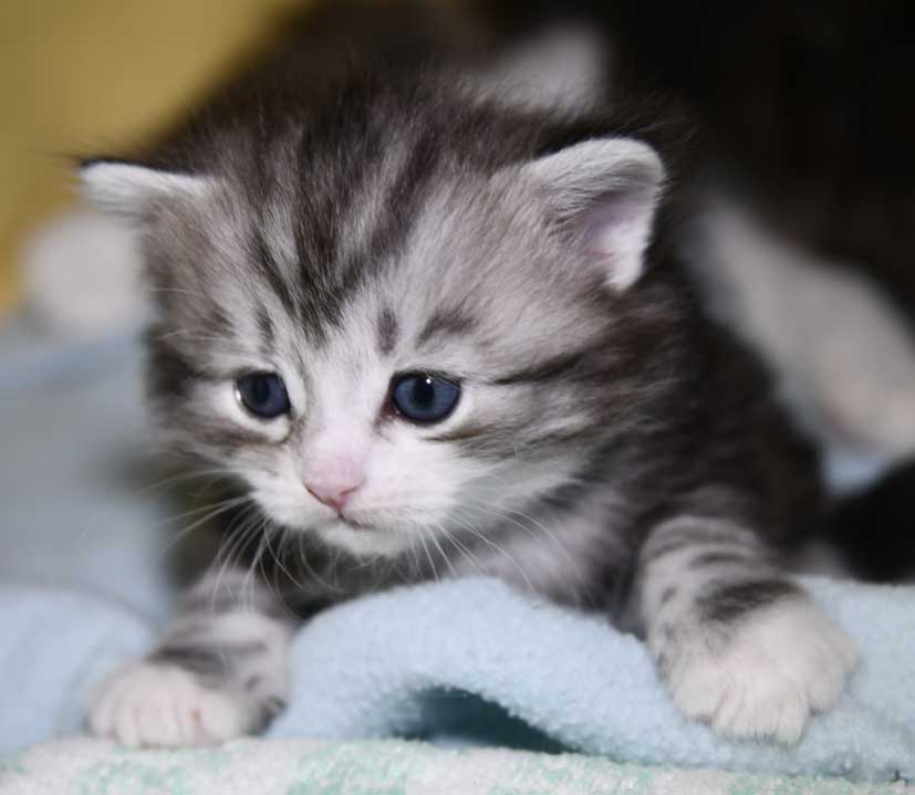 Sbirisk kattunge Seppina