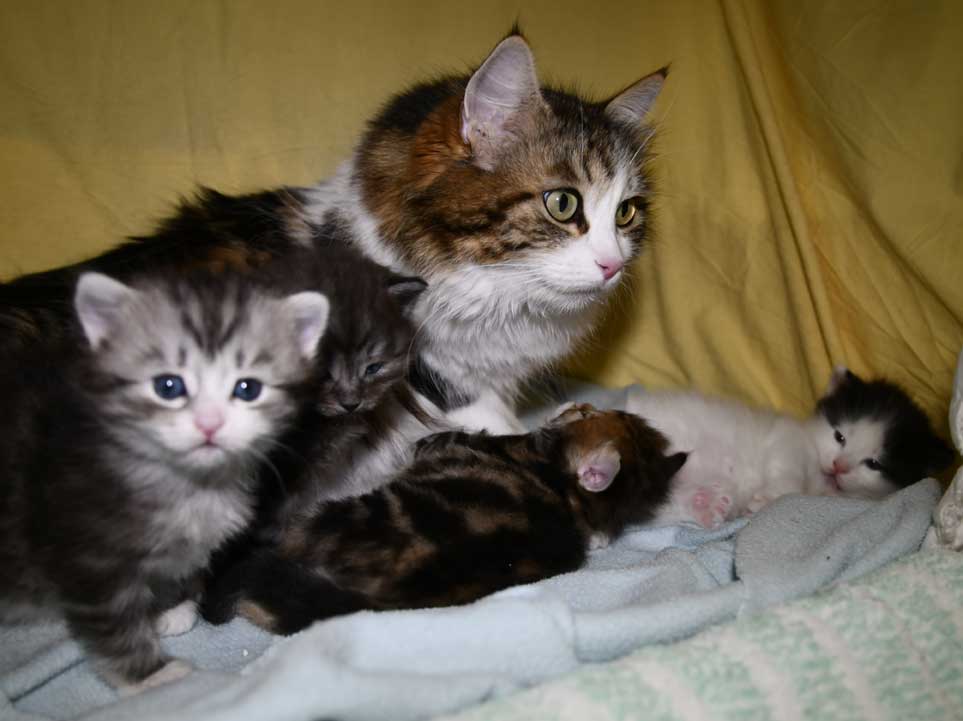 Sibiriska kattungar S3-kull