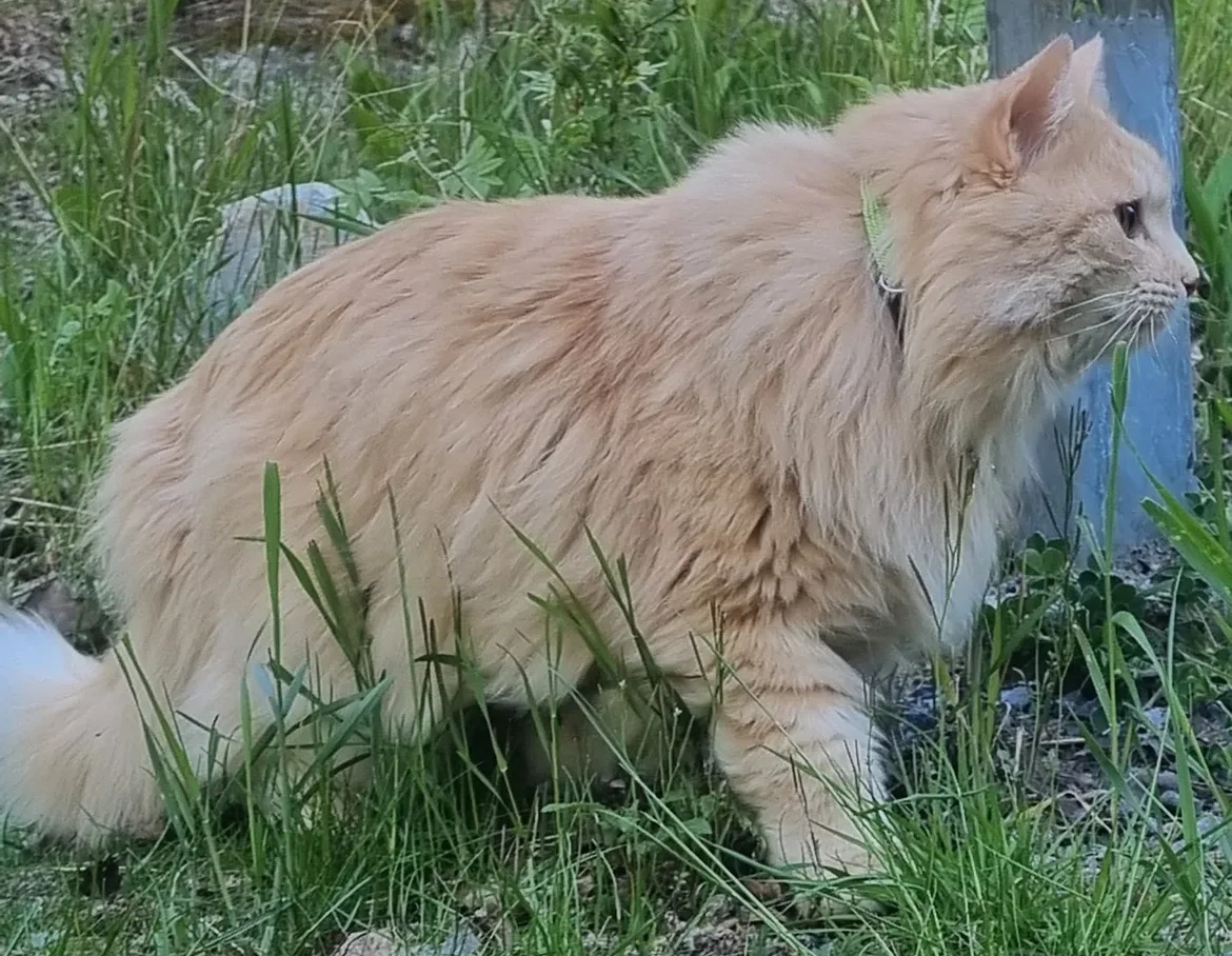 Sibirisk katt Diablo