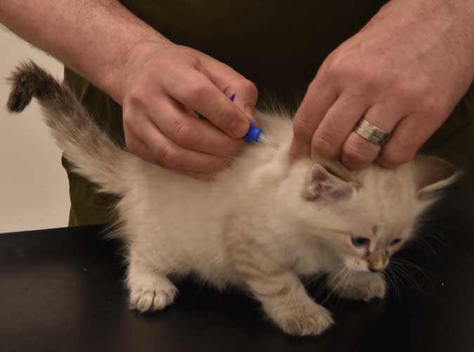 Neva Masquerade kattunge Reiko