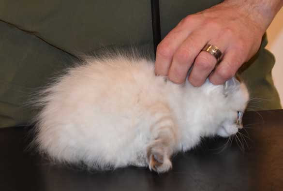 Neva Masquerade kattunge Ricci