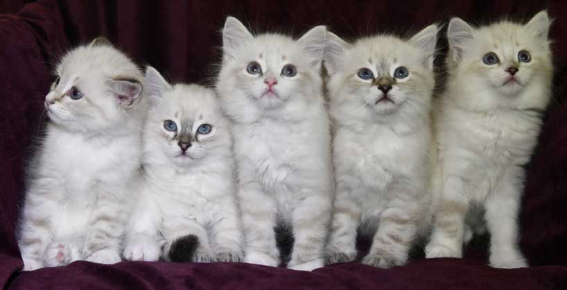 Neva Masquerade kattungar R3-kull