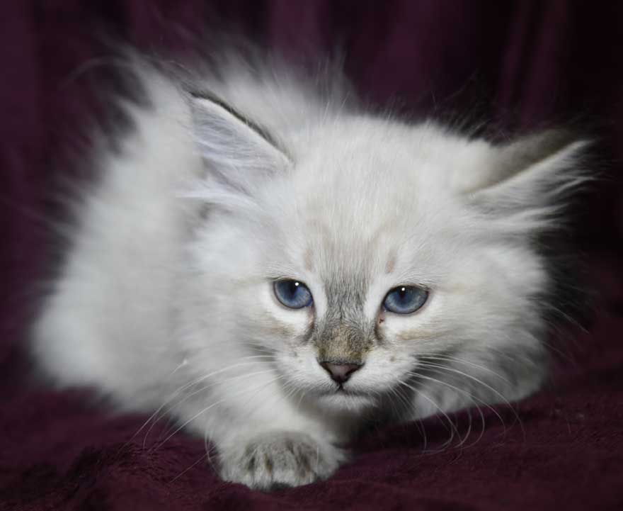 Neva Masquerade kattunge Ricci