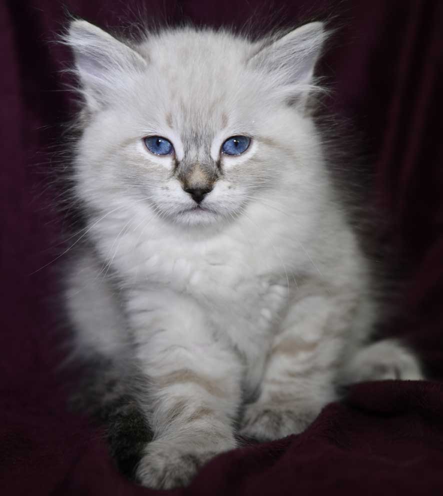 Neva Masquerade kattunge Reiko