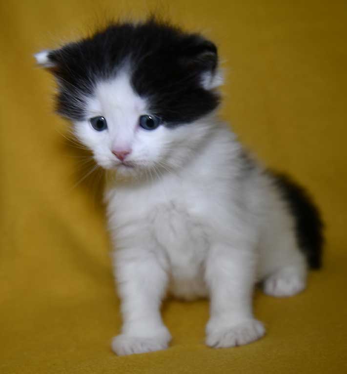 Sibirisk kattunge Saroma