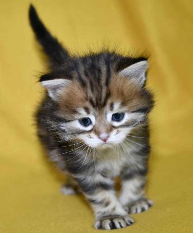 Sibirisk kattunge Semele