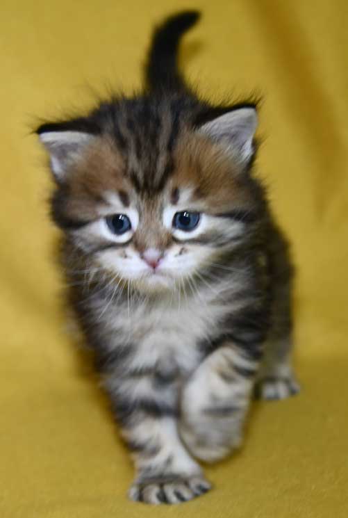 Sibirisk kattunge Semele